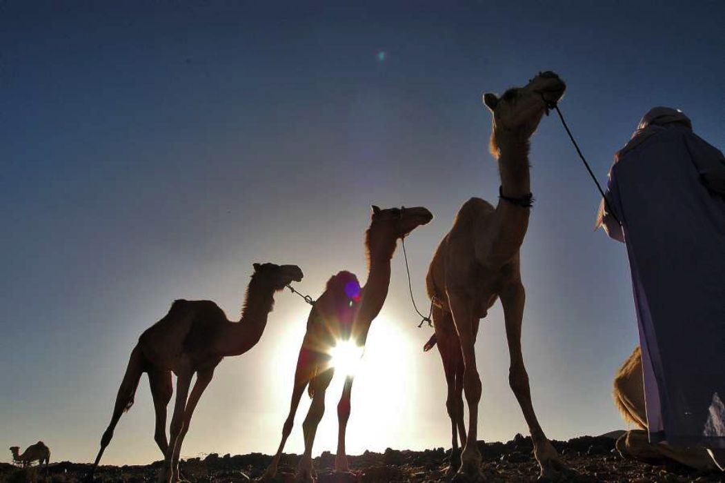 Nom de l'image : D1231415-1_(c)Norbert-JUNG — Description :